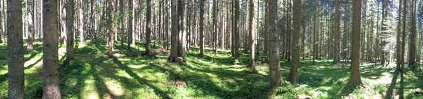 Alpin woods nyáron panorámás kilátással - Fotó, kép