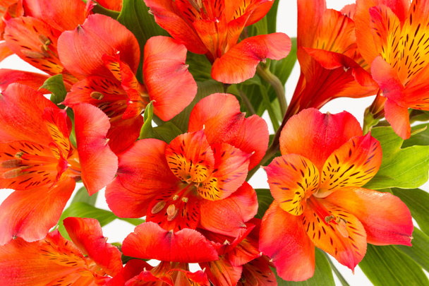 Czerwony pomarańczowy alstroemeria kwiaty tło - Zdjęcie, obraz