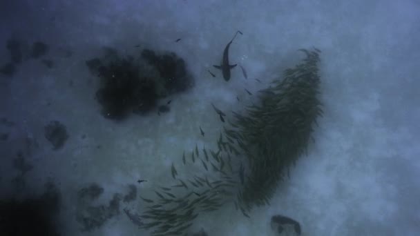Shark sleduje mnoho hejna rybek, palau, Mikronésie - Záběry, video