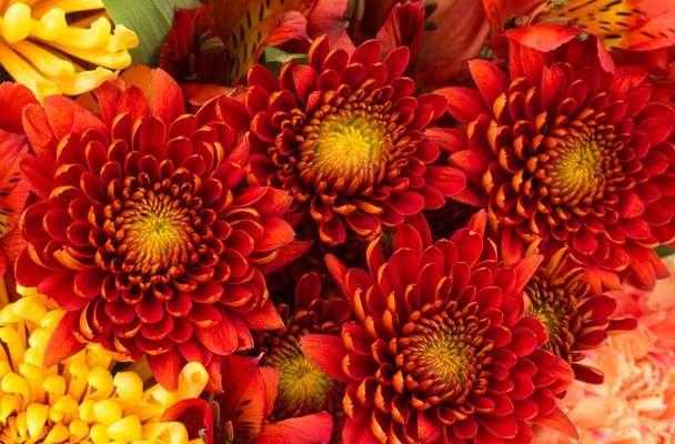 Fond de fleurs de mamans rouges et jaunes
 - Photo, image