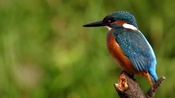 Common Kingfisher (Alcedo atthis)  - Footage, Video