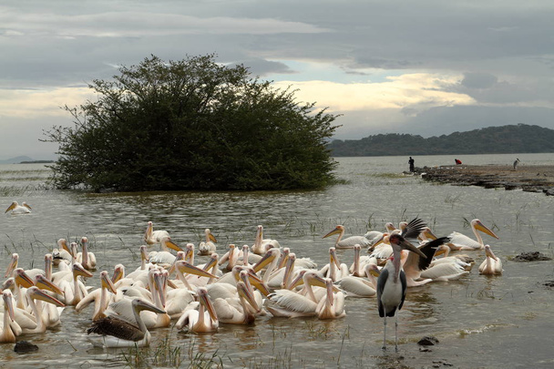 Pelícanos rosados en el lago Ziway en Etiopía
 - Foto, imagen