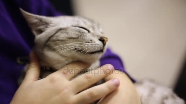 The child strokes a falling asleep gray cat. The cat relaxed. Face of a cat close-up - Footage, Video