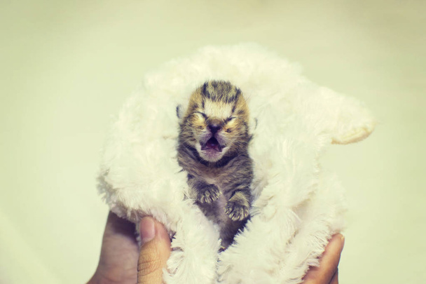 El gatito maullido grita gatito de pura raza. Bebé gatito
 - Foto, Imagen