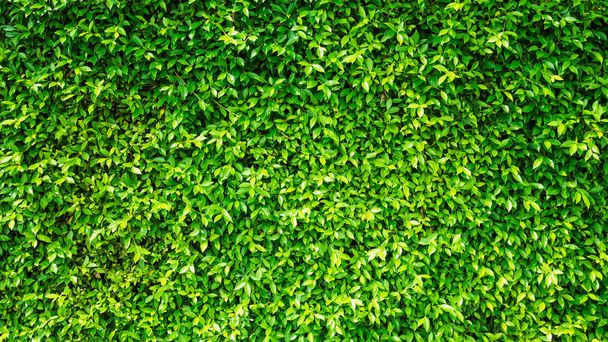 grüne Blätter natürliche Wand. - Foto, Bild