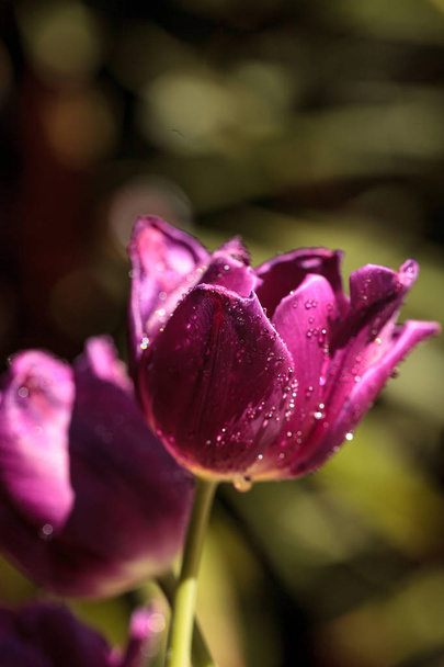 tmavě fialové tulipány - Fotografie, Obrázek