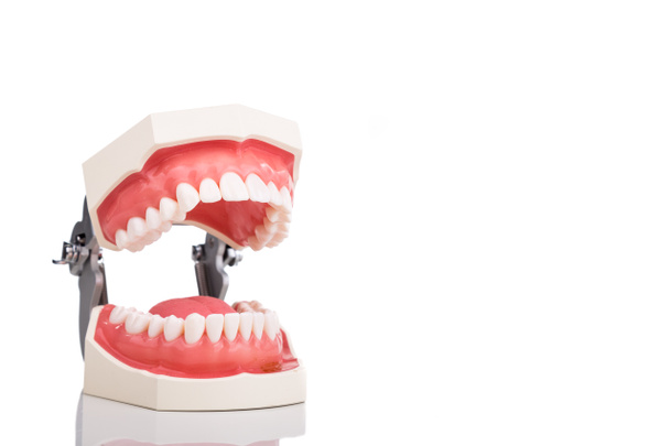 Zahnarzt kieferorthopädisches Zahnmodell mit Fokus auf die unteren Zähne - Foto, Bild