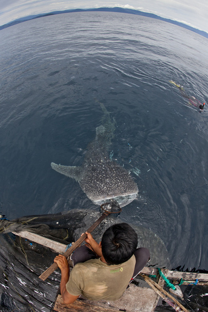 Fisherman with whale shark in the blue waters of Cenderawasih Bay, Indonesia - Photo, Image