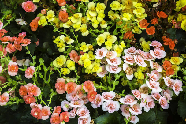 Kolorowe kwiaty z zielonych liści - Zdjęcie, obraz