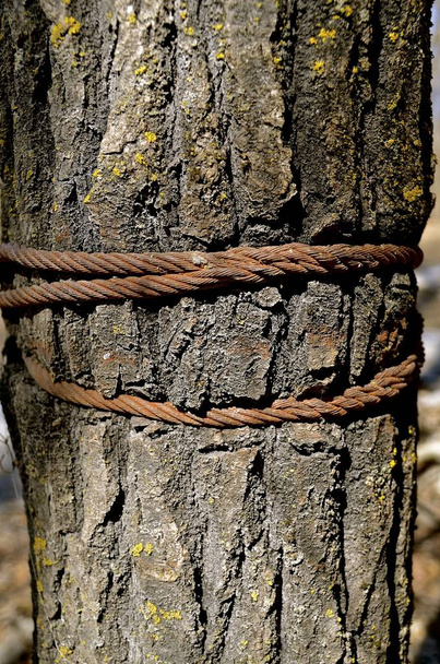 Провідні кабелі, що ростуть на дереві
 - Фото, зображення