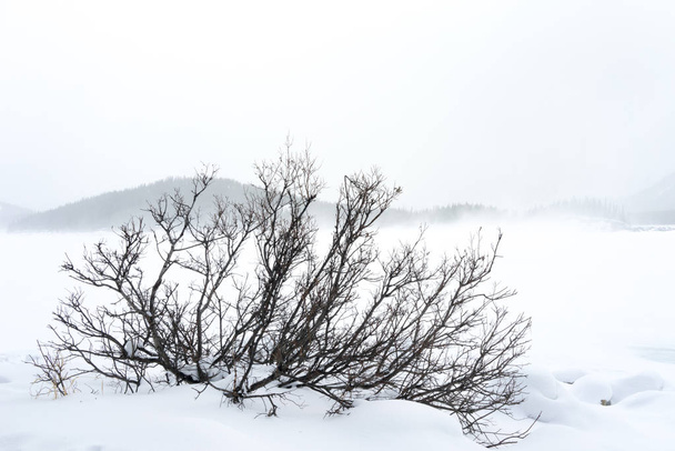 Кисть в туманний сніжний пейзаж - Фото, зображення