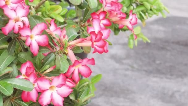 Closeup deserto rosa flor crescer em vaso de flores
 - Filmagem, Vídeo