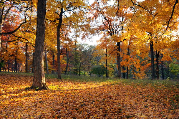 Bosque a principios de otoño
 - Foto, Imagen