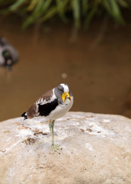White-headed lapwing called Vanellus albiceps - Photo, Image