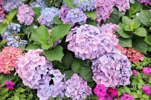  Close up of a blooming Hydrangea plant in hk - Photo, Image