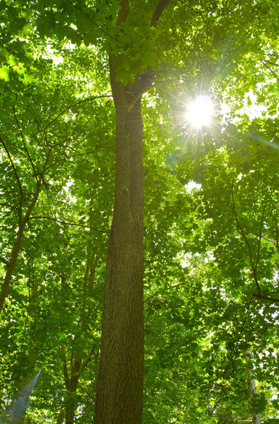 Forêt - Photo, image