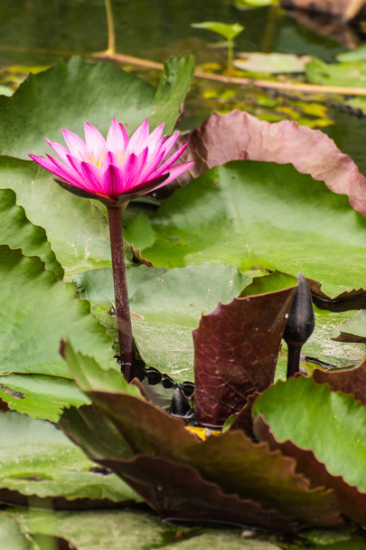 pink lotus flower - Photo, Image