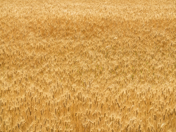 Landbouw textuur achtergrond van eindeloze tarwe planten met scherpe Details - Foto, afbeelding