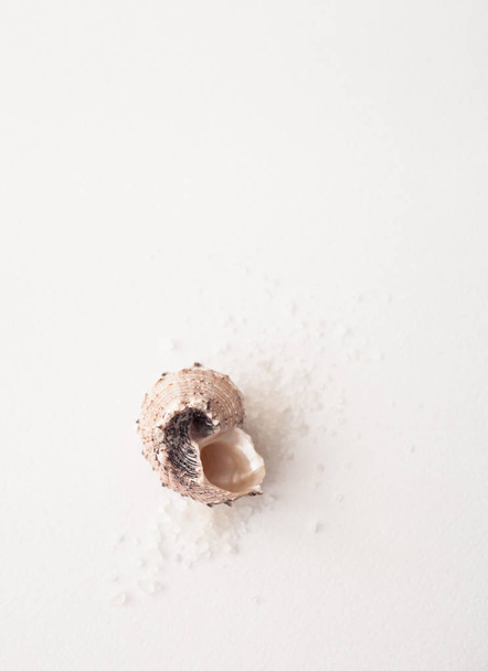 Sea shells on a white background - Fotó, kép