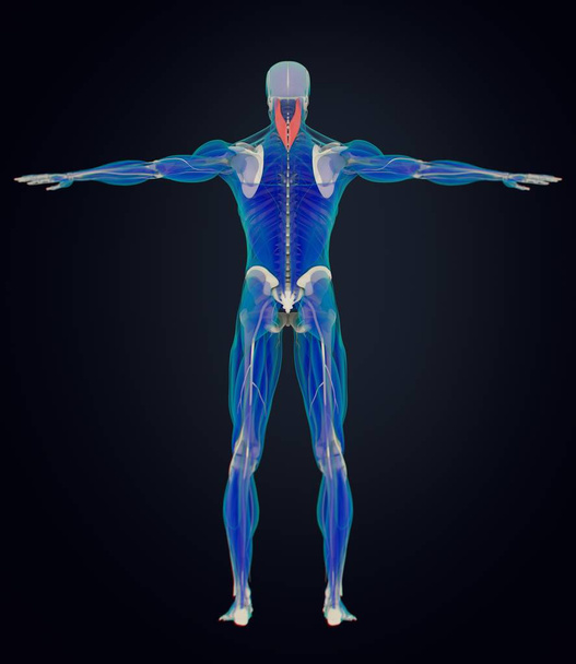 modello anatomico umano di Splenius Capitis
 - Foto, immagini