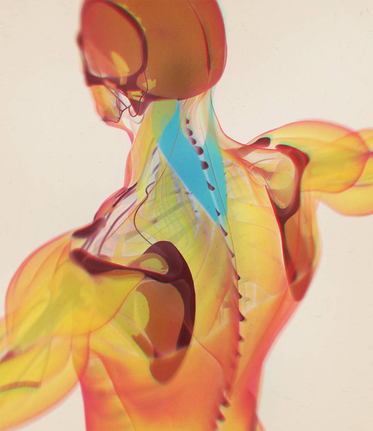 modelo de anatomía de la Capitis Espléndida humana
 - Foto, Imagen