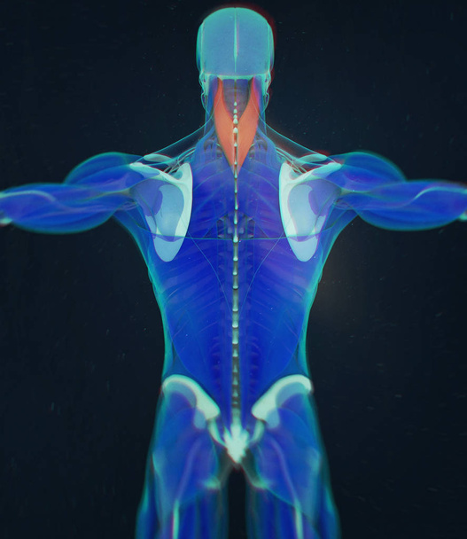 modelo humano da anatomia de Splenius Capitis
 - Foto, Imagem