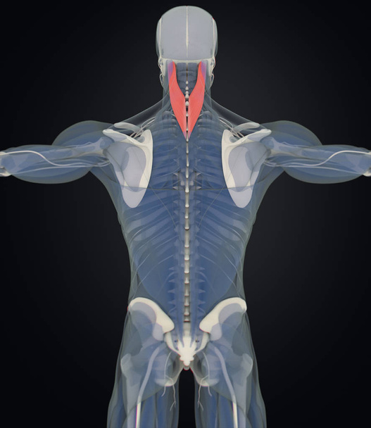 human Splenius Capitis anatomy model - Photo, Image