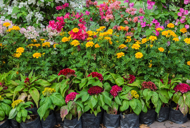 Красочные украшенные цветочные сады
  - Фото, изображение