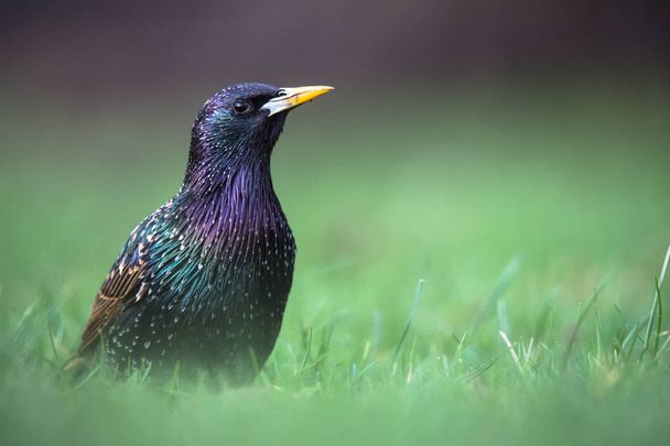 starling bird sitting  on grass - Photo, Image