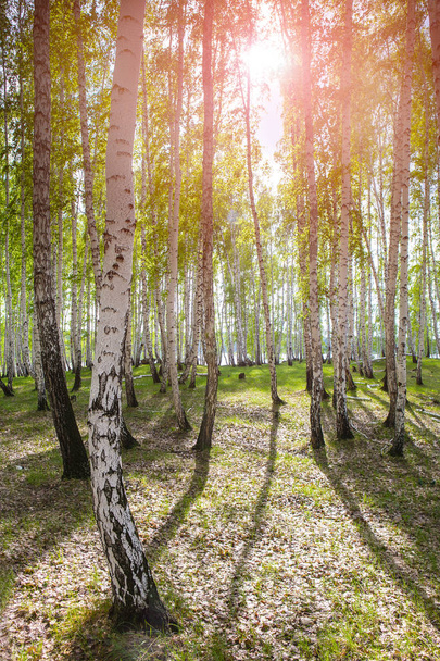 birches on the river bank  - Fotoğraf, Görsel