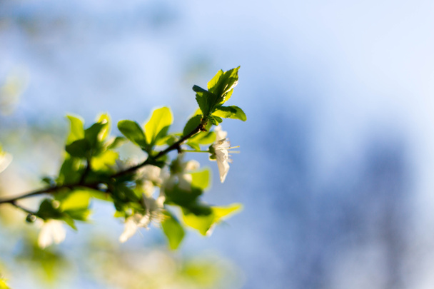 Jarní květy a listy na pozadí modré oblohy - Fotografie, Obrázek