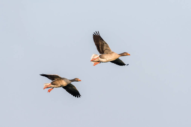 Két Greylag liba repülés közben - Fotó, kép