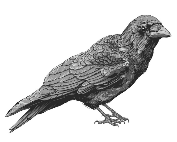 Рука нарисованная ворона изолированы на белом фоне, векторная иллюстрация
 - Вектор,изображение