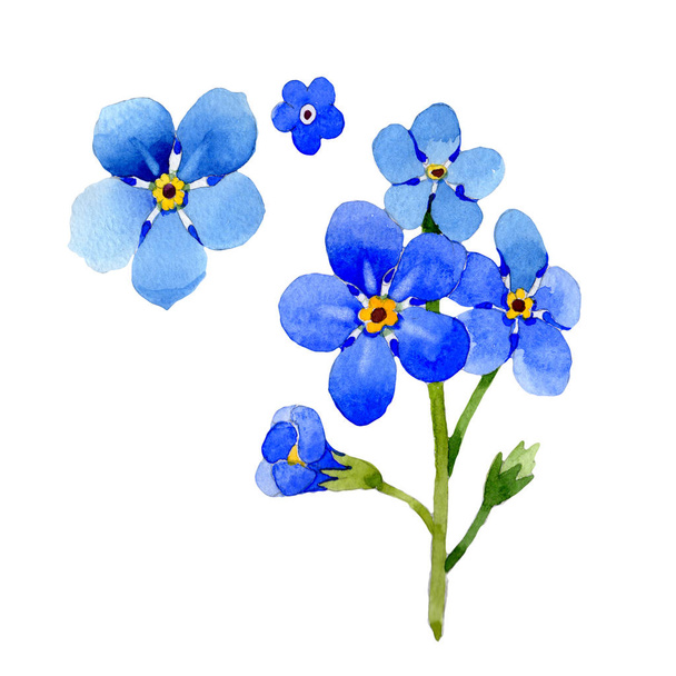 Wildflower myosotis arvensis kukka akvarelli tyyli eristetty
. - Valokuva, kuva