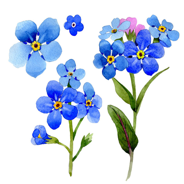 Wildflower myosotis arvensis flower in a watercolor style isolated. - Photo, image