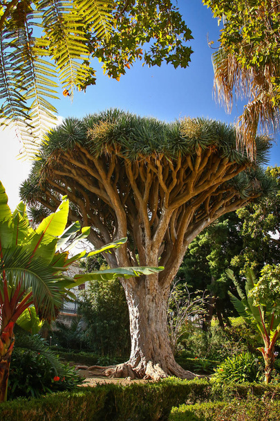 Dračí strom ve městě La Orotava, Tenerife, Kanárské ostrovy - Fotografie, Obrázek