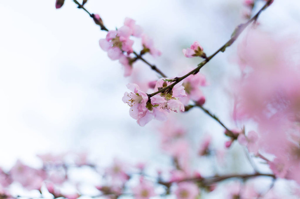 Spring tree pink flowers and leaves on blue sky background - 写真・画像