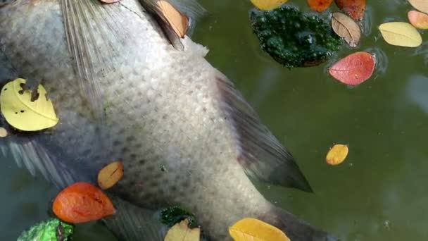 Dead Tilapia fish and colorful fallen leaves floating on green planktonic algae water - Footage, Video