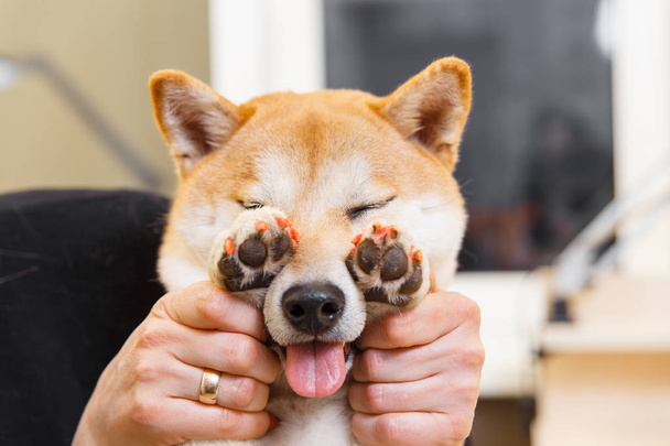 Shiba Inu dog an appointment at the beautician - Photo, Image