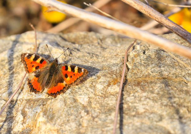 Schmetterling beim Sonnenbad - Foto, Bild