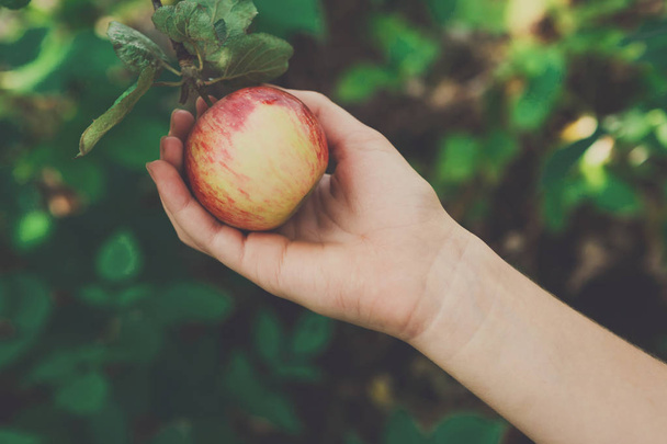Lapsi käsin poimia punainen kypsä omena puussa puutarhassa
 - Valokuva, kuva
