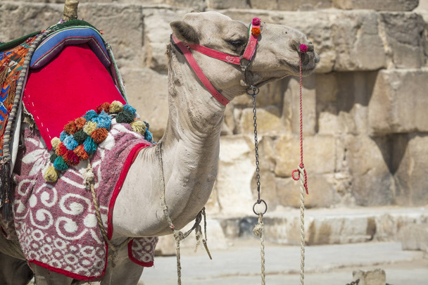 Beduiini kamelit levätä lähellä Pyramidit, Kairo, Egypti
 - Valokuva, kuva