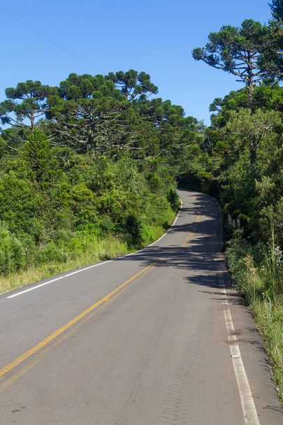 Road and Araucaria angustifolia Forest - Photo, Image