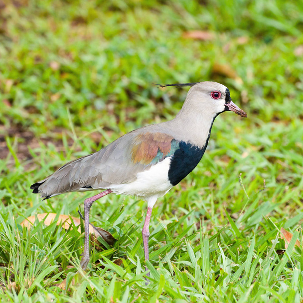 Southern lapwing bird walking on grass - Photo, image
