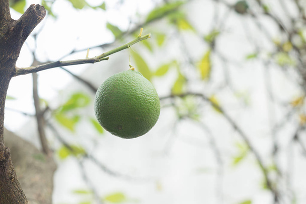 Yeşil limon. - Fotoğraf, Görsel