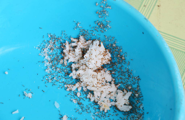 червоні мурахи годують і переносять рис до гнізда з миски для домашніх тварин
 - Фото, зображення