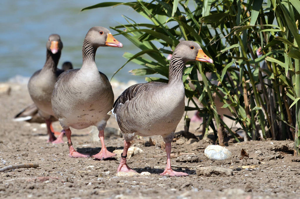 Grupo de gansos grisalhos caminhando
 - Foto, Imagem