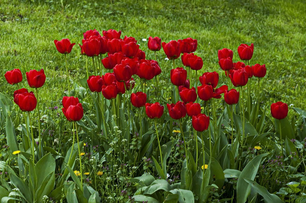 A virágzó piros tulipánok tavasszal, Sofia - Fotó, kép