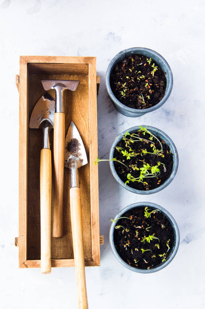Three cups with seedlings and a wooden box with garden tools - 写真・画像