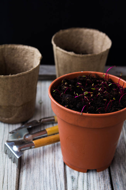Seedlings in a brown pot in the background empty pots - 写真・画像